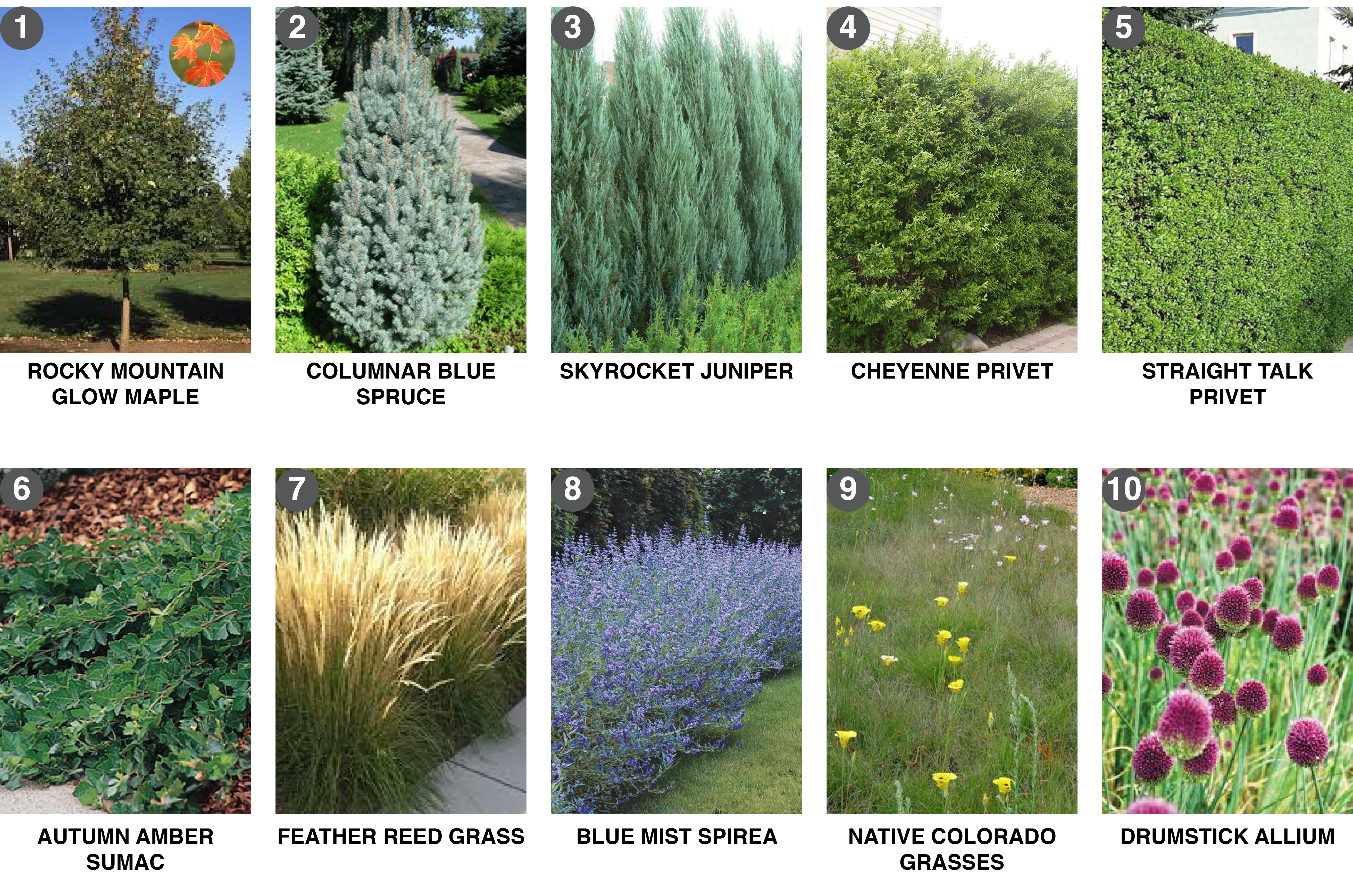 Plant List